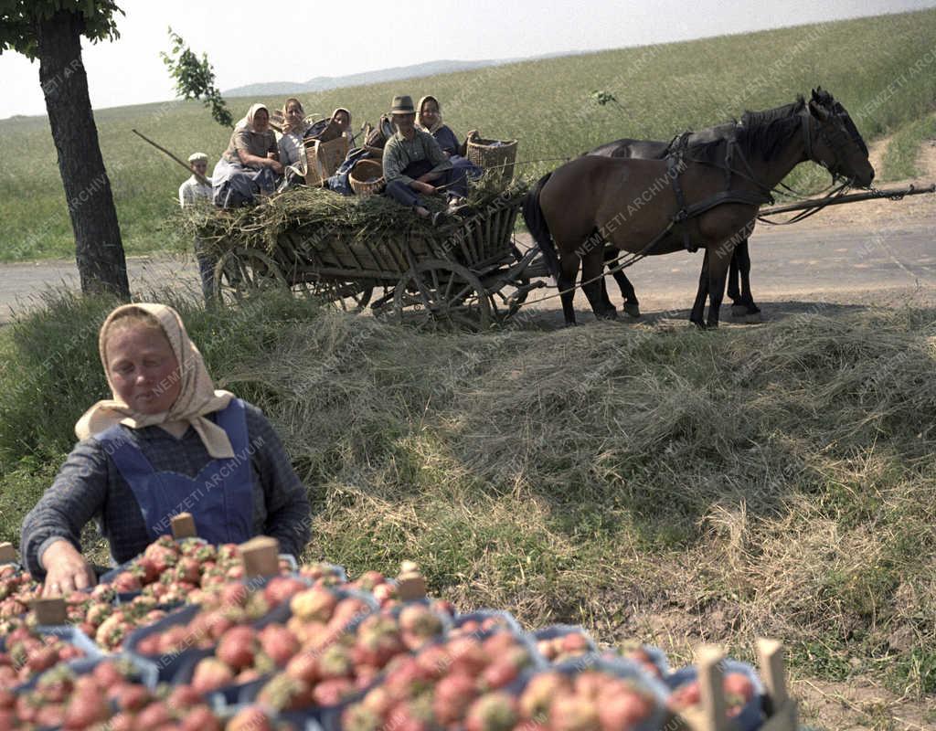 Mezőgazdaság - Perőcsényi Április 4. Termelőszövetkezet