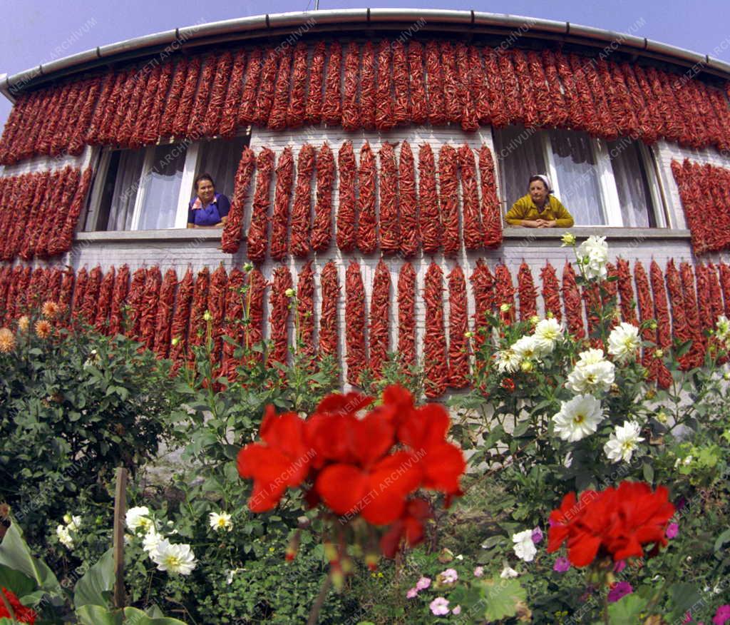 Mezőgazdaság - Fűszerpaprika Kalocsa környékéről