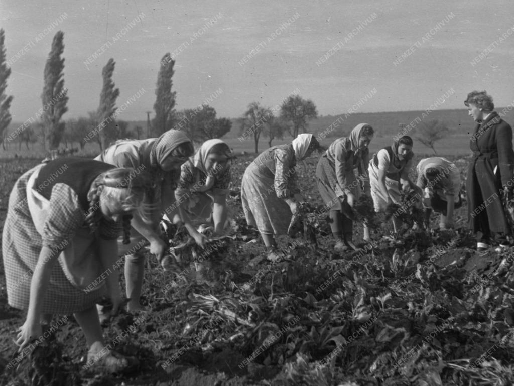 Mezőgazdaság - Cukorrépaszedés a Soproni Állami Gazdaságban