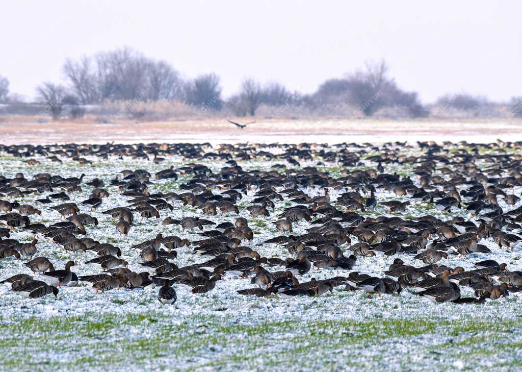 Természet - Hortobágy - Nagy lilik sereg