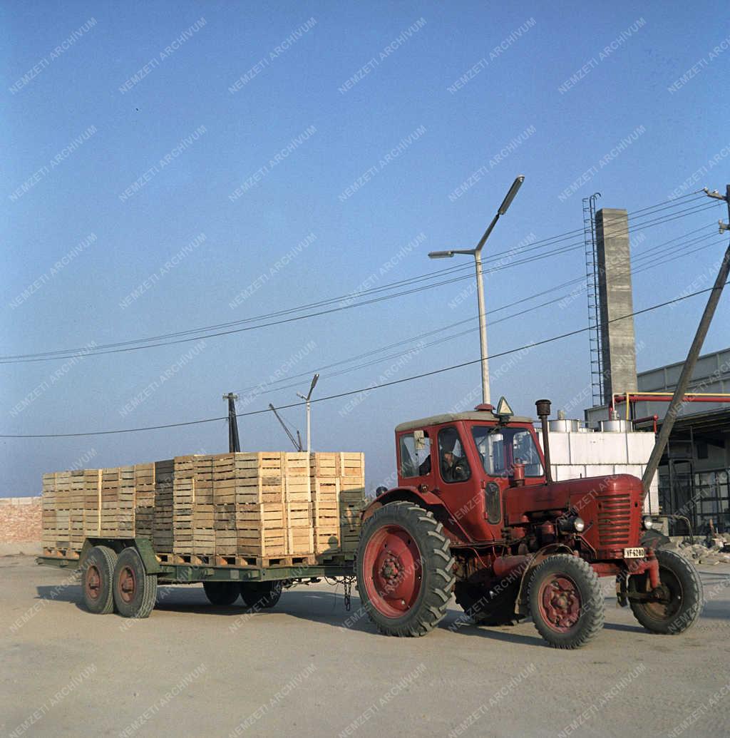 Mezőgazdaság - Hosszúhegyi Állami Gazdaság 