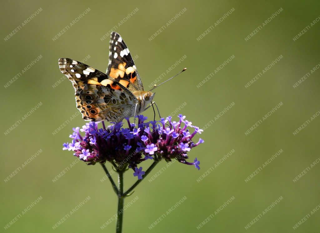 Természet - Budapest - Bogáncslepke
