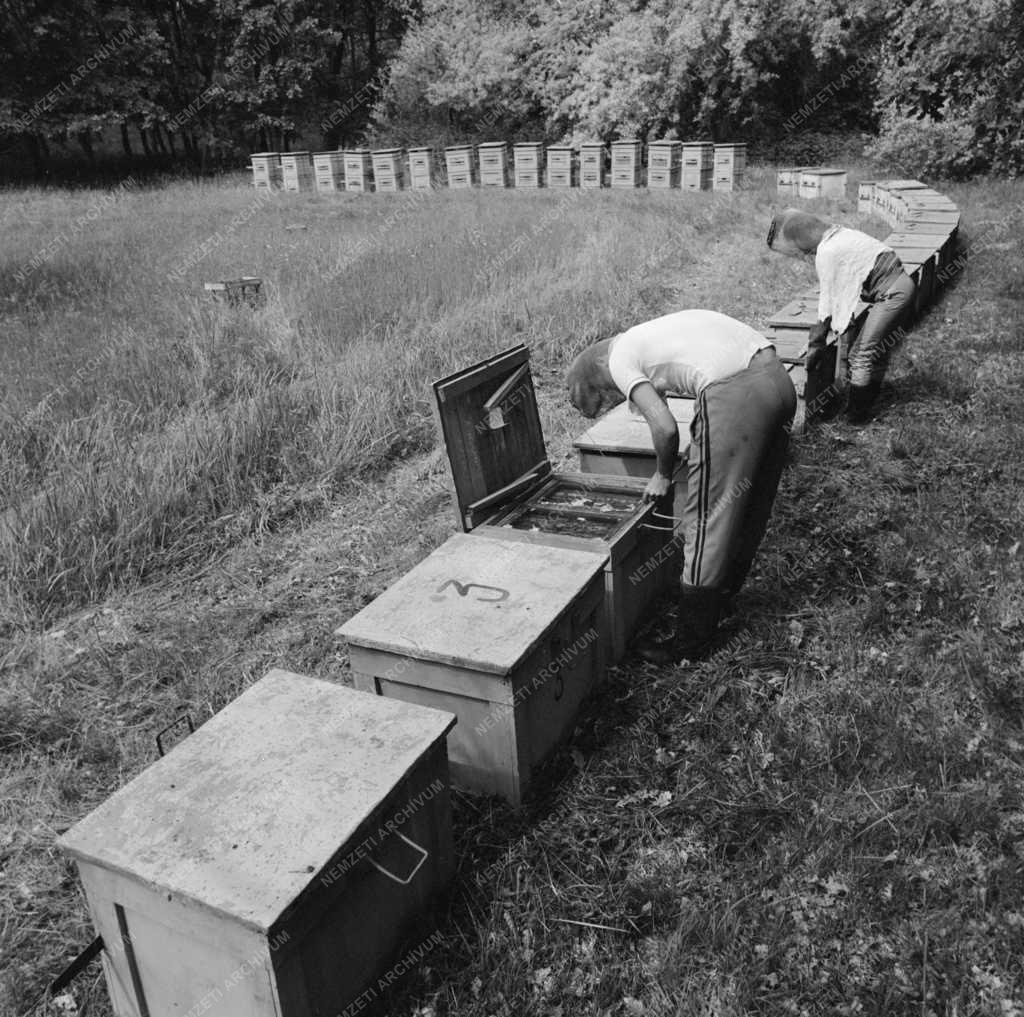 Mezőgazdaság - Vándorméhész