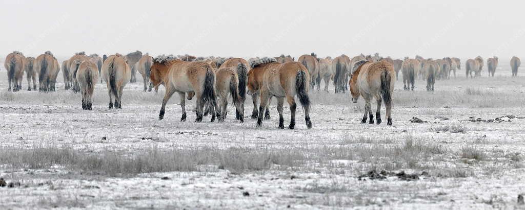 Állatvilág - Hortobágy - Przewalski-lovak a Hortobágyon