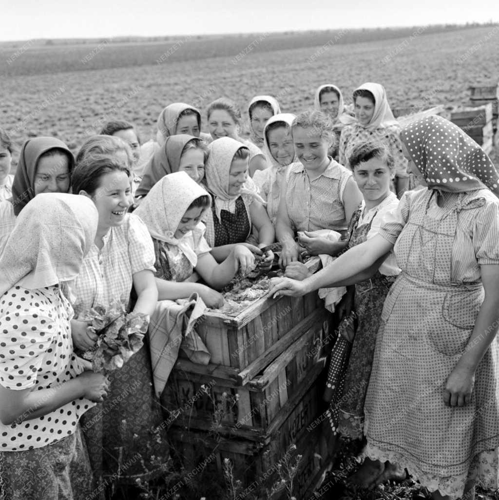 Mezőgazdaság - Soroksári Tangazdaság