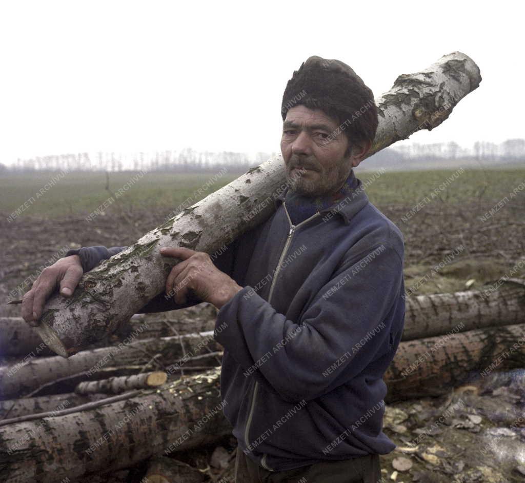 Nyírség - Fakitermelés