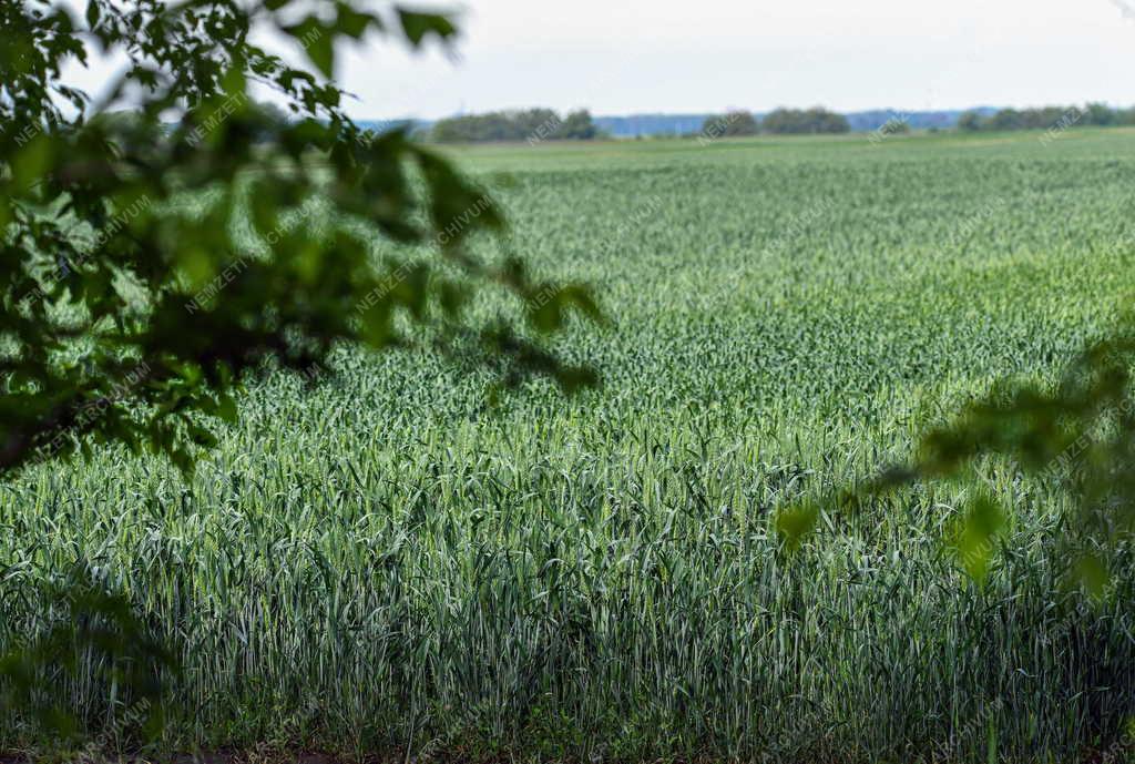 Mezőgazdaság - Szántóföldi növények Hajdúszovátnál