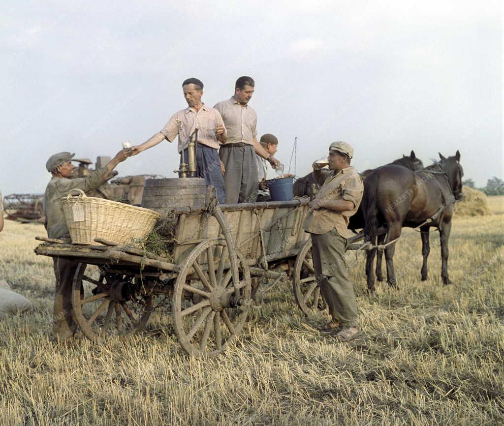Mezőgazdaság - Aratás a Felsőnyomási Állami Gazdaságban