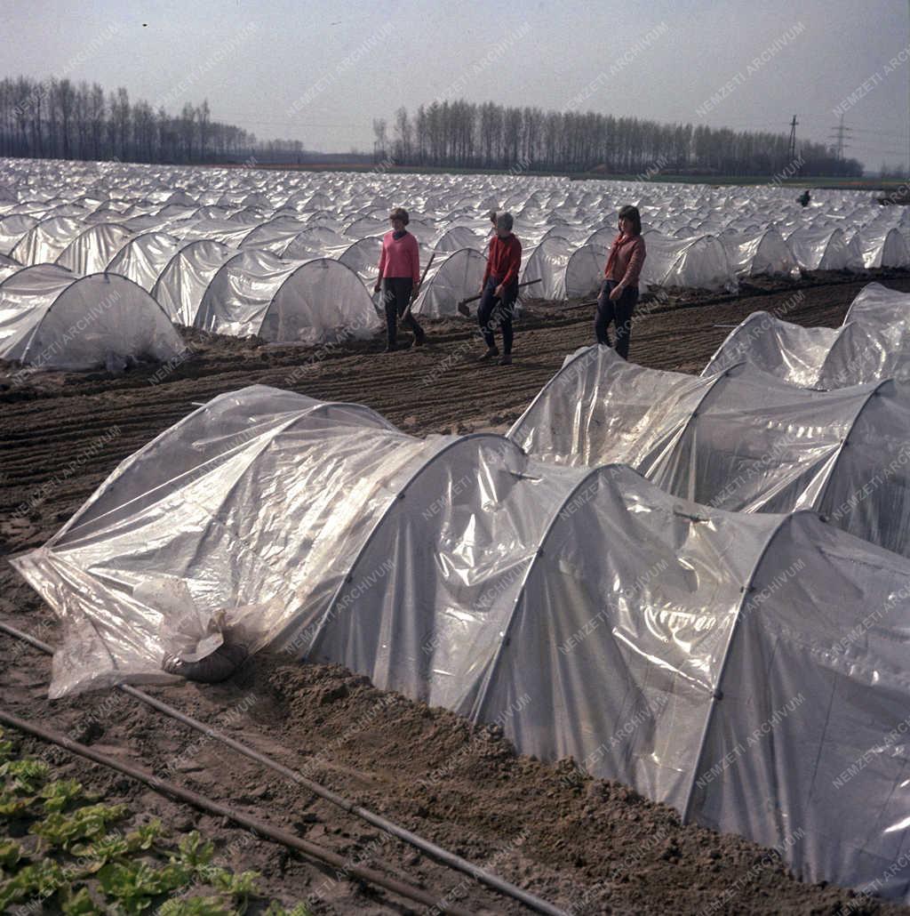 Mezőgazdaság - Fóliasátras termesztés a kertészetben