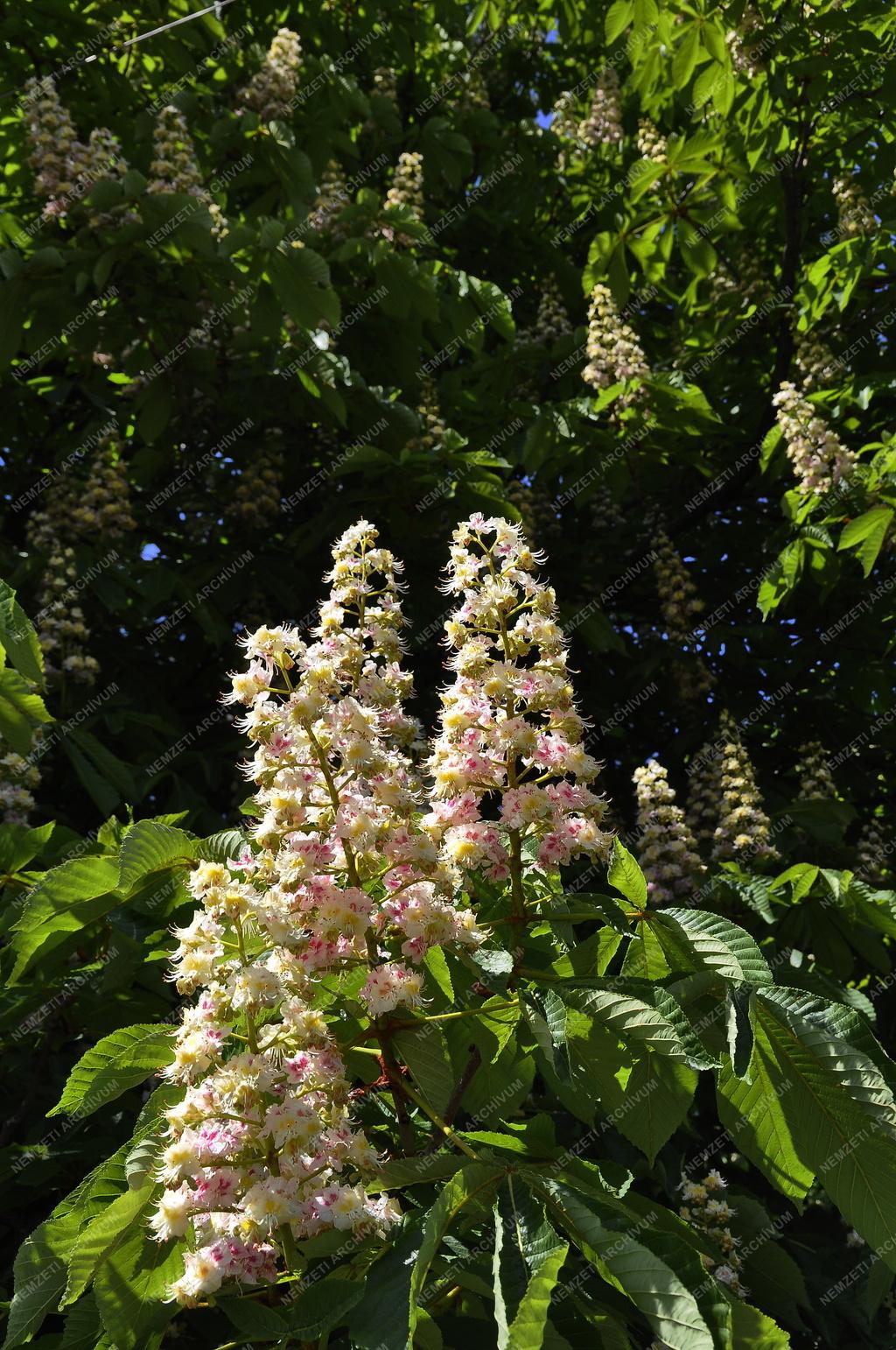 Természet - Virágzik a vadgesztenye