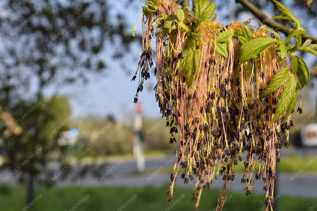 Természet - Budapest - Zöld juharfa 