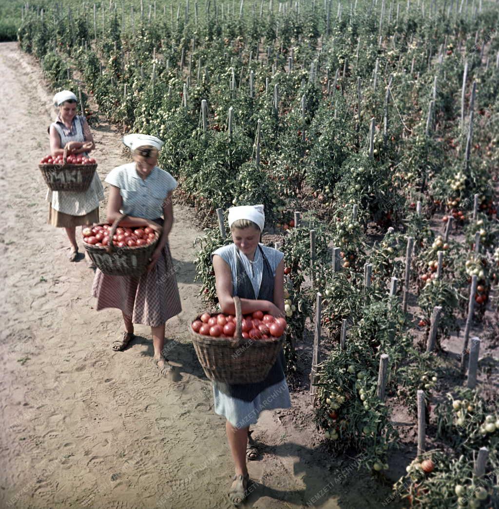 Mezőgazdaság - Duna-Tiszaközi MGTSZ