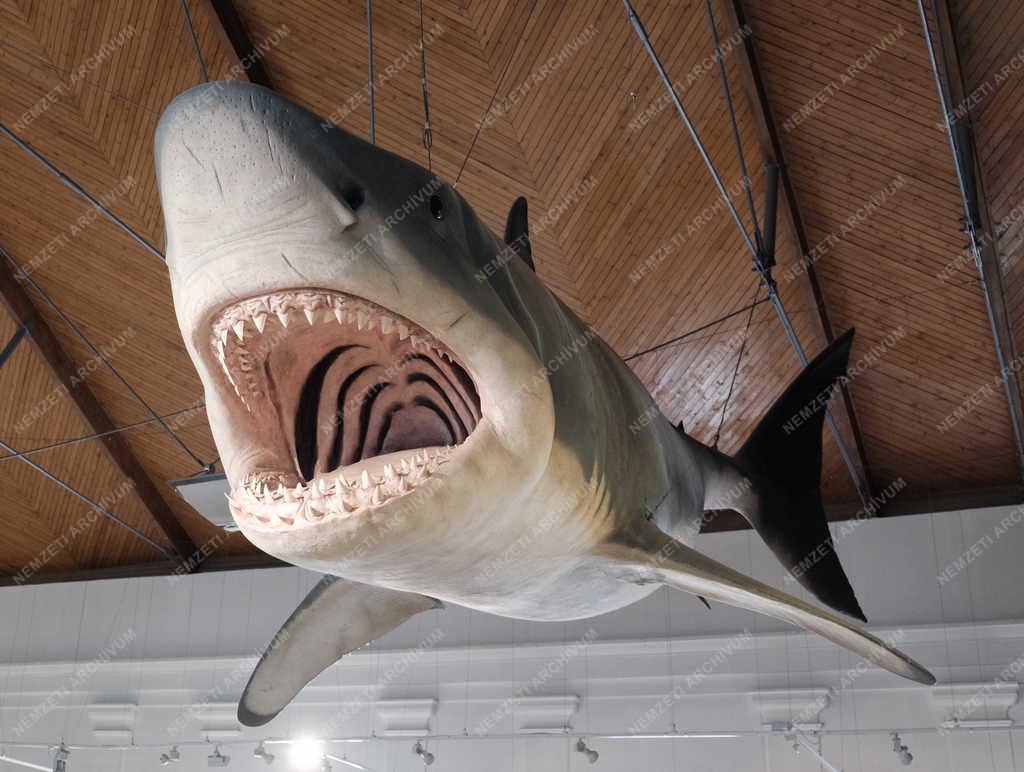 Kultúra - Budapest - Magyar Természettudományi Múzeum