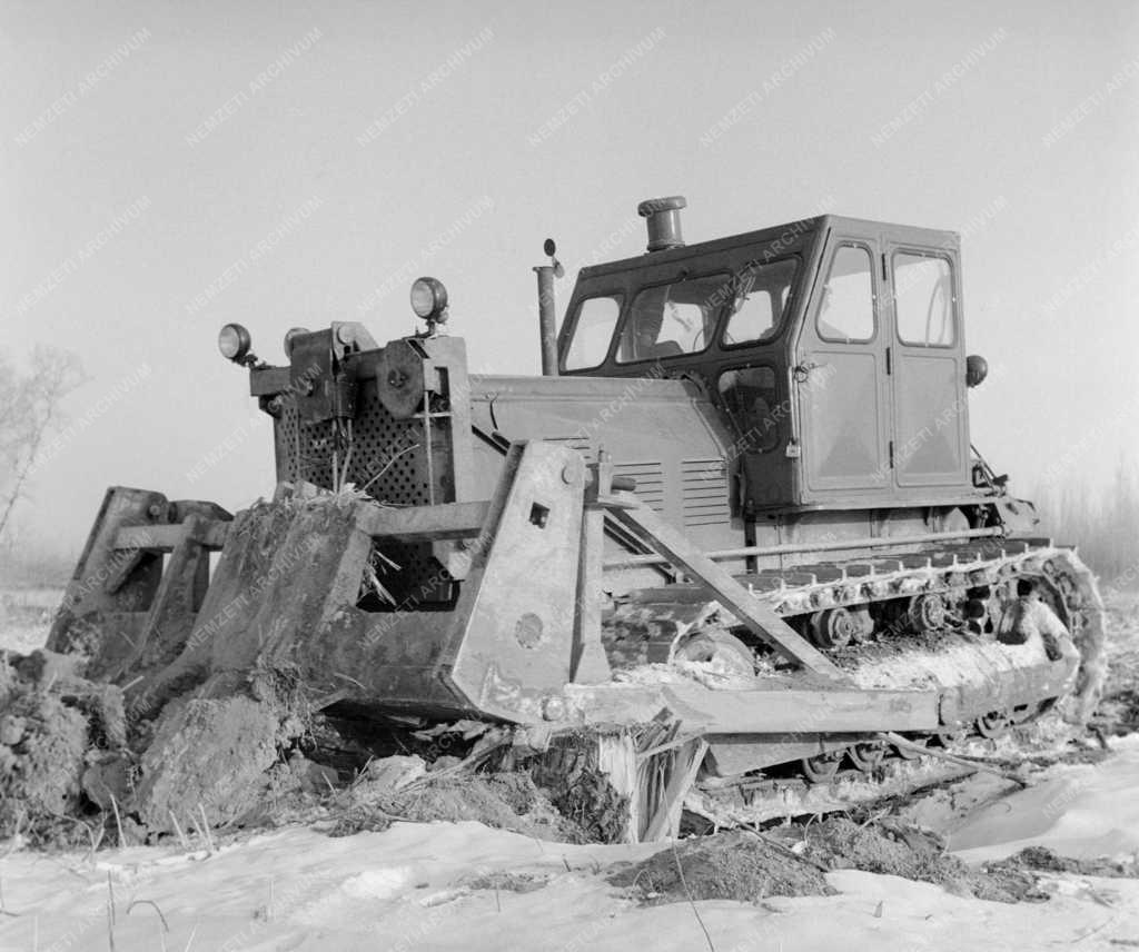 Településfejlesztés - Tuskószedés a Tisza folyó árterületén