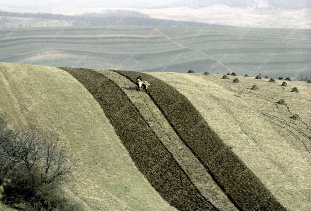 Tájkép - Mezőgazdaság - Szántás a Bükki-dombságon