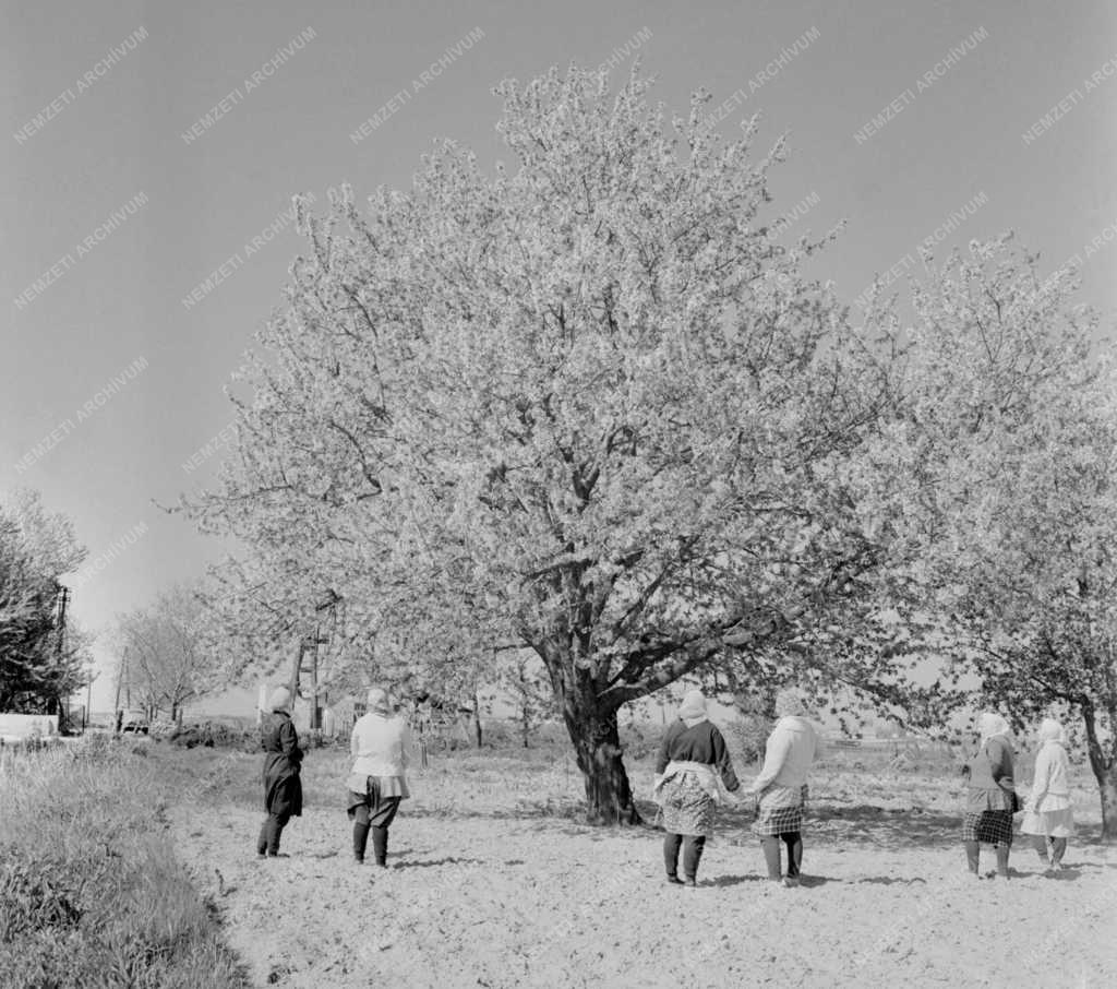 Mezőgazdaság - Cseresznyevirágzás az Új Élet termelőszövetkezetben