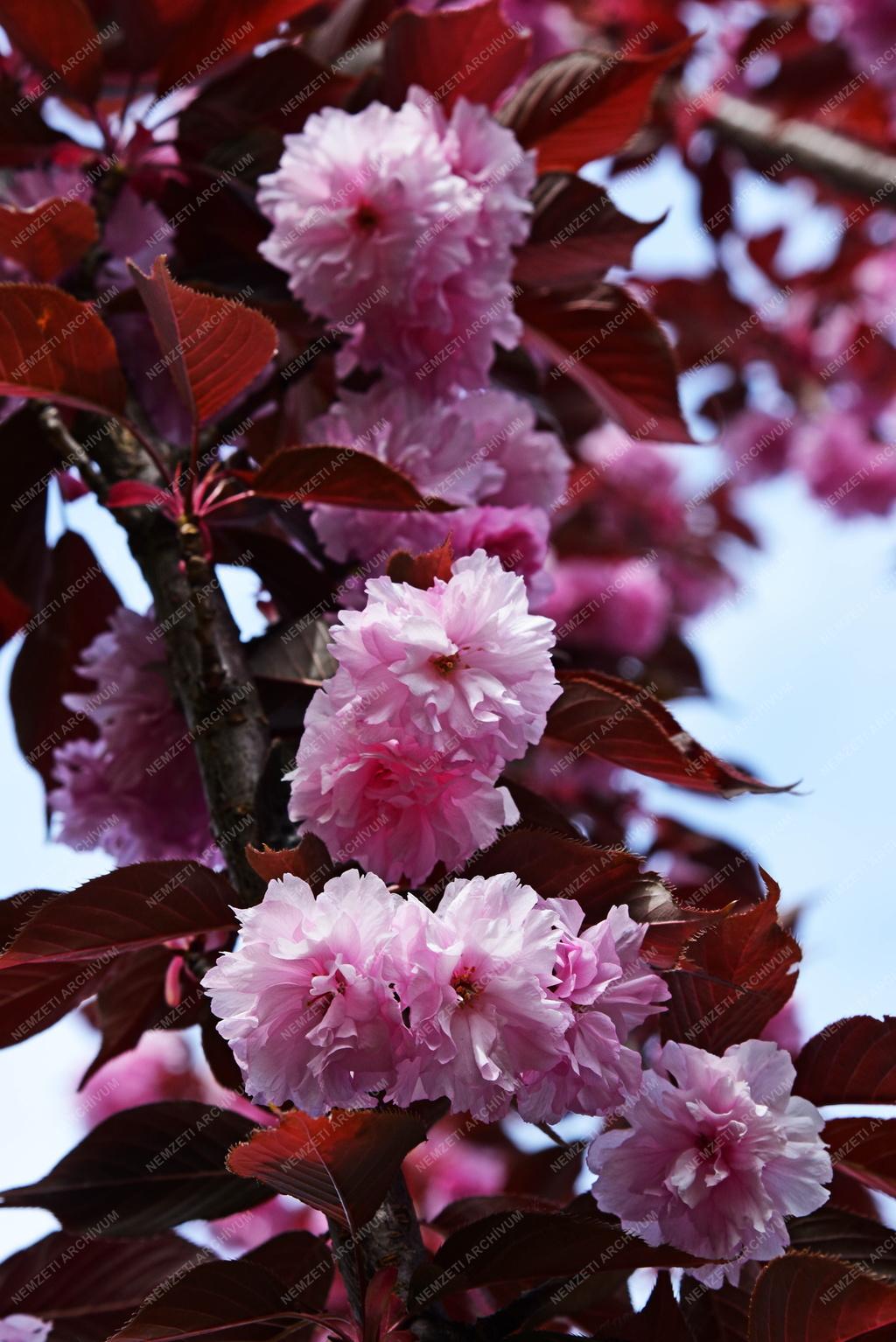 Természet - Növényvilág - Japáncseresznye
