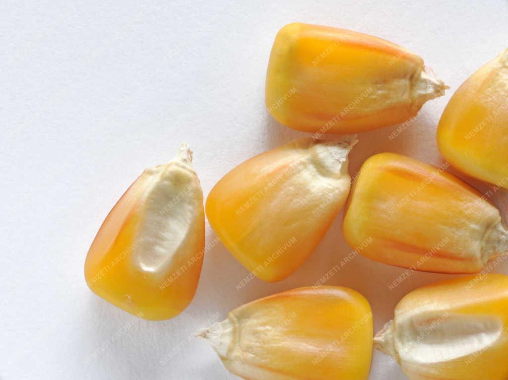 Mezőgazdaság - Aszály sújtja a kukoricatermést