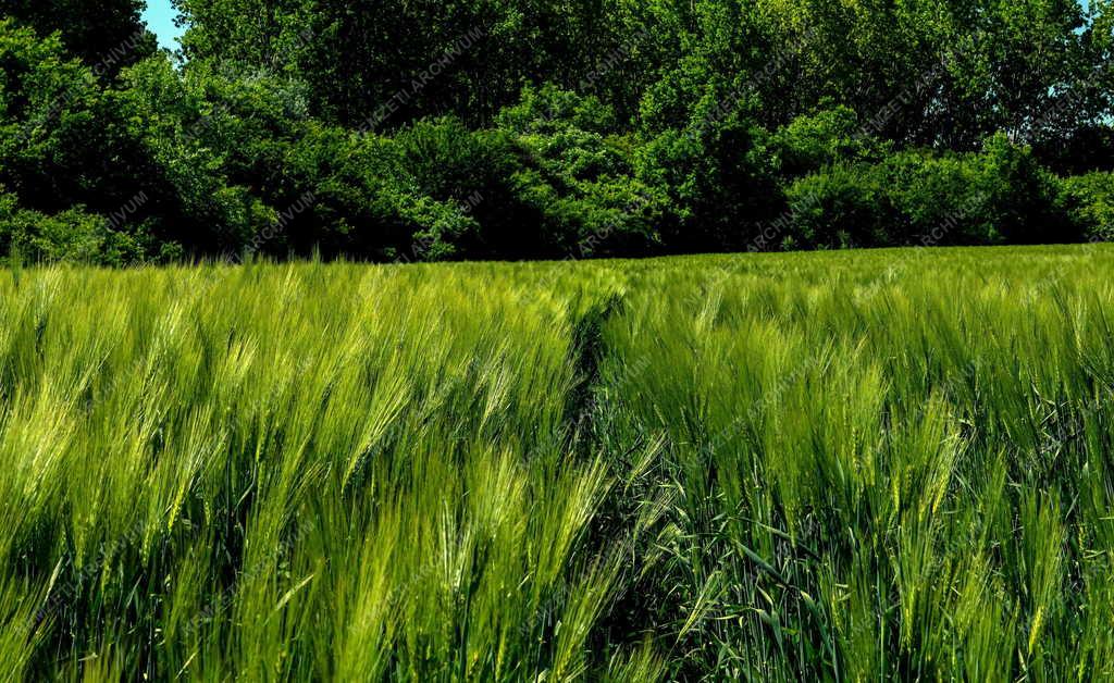 Mezőgazdaság - Kalászt érlel az őszi árpa