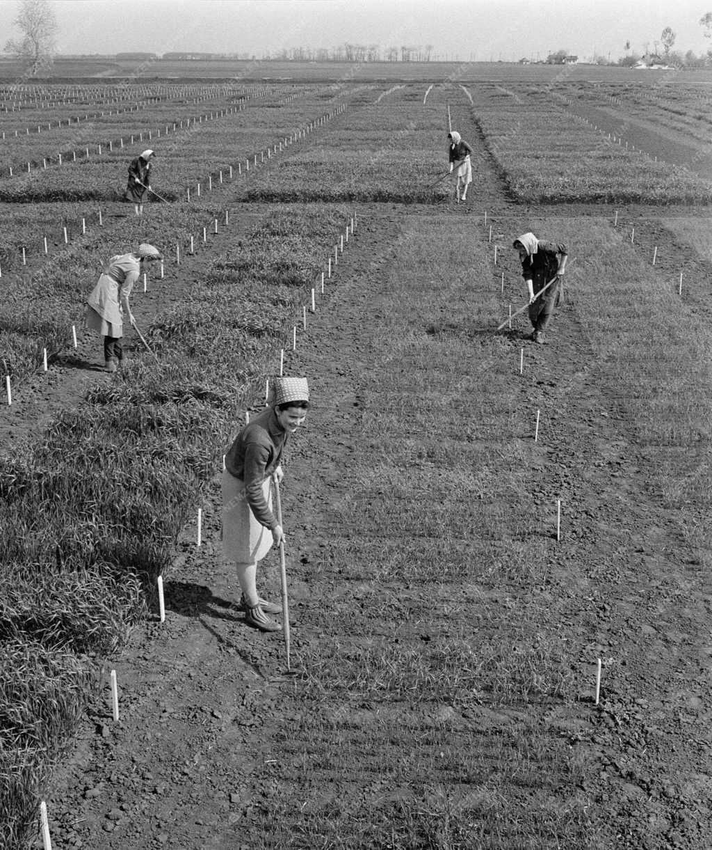 Mezőgazdaság - Agrobotanikai Intézet