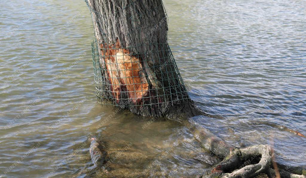 Természet - Budapest - Hódok nyomai a Kopaszi-gátnál