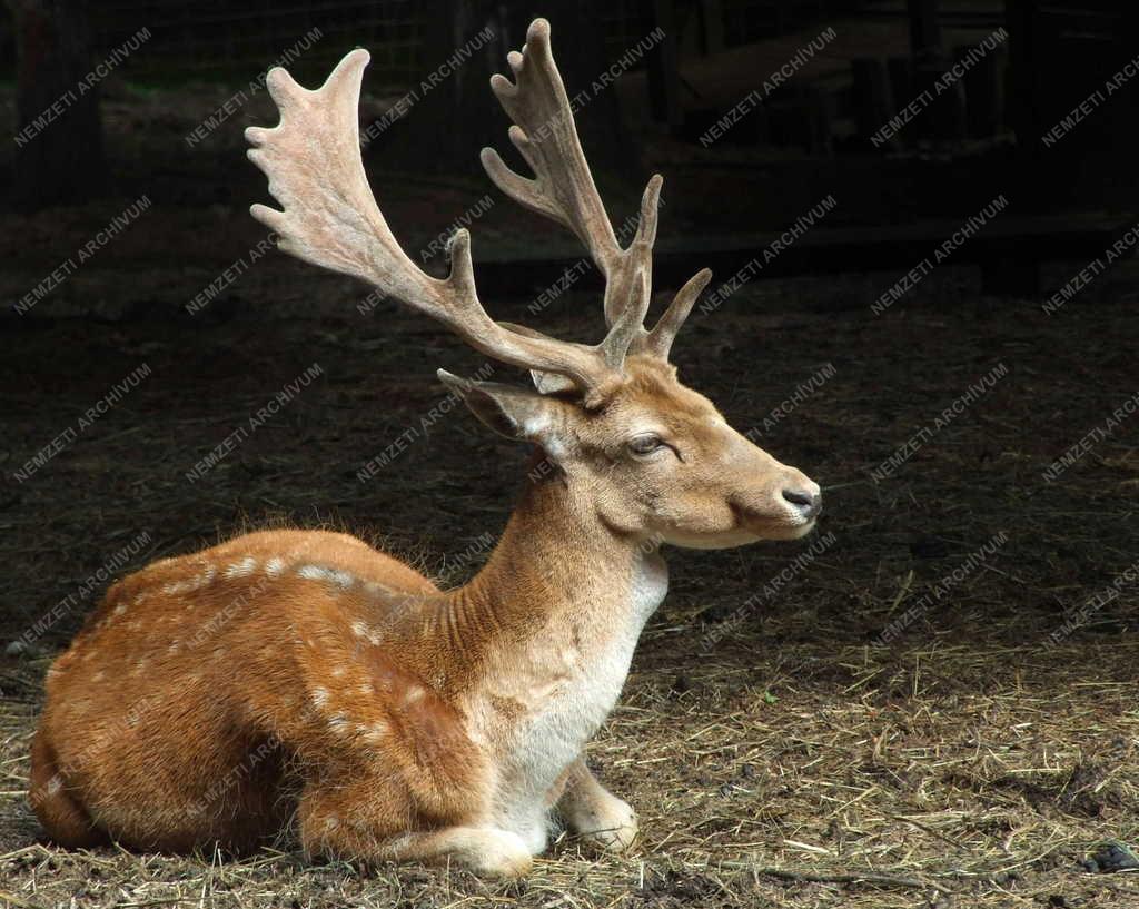 Természet - Dámbika