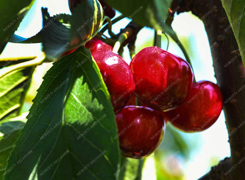 Mezőgazdaság - Debrecen - Cseresznye szüret