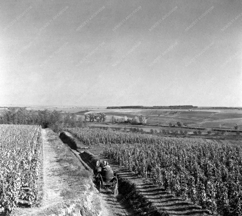 Villánykövesdi szüret