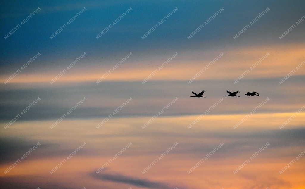 Természet - Darumadár vonulás Balmazújváros határában