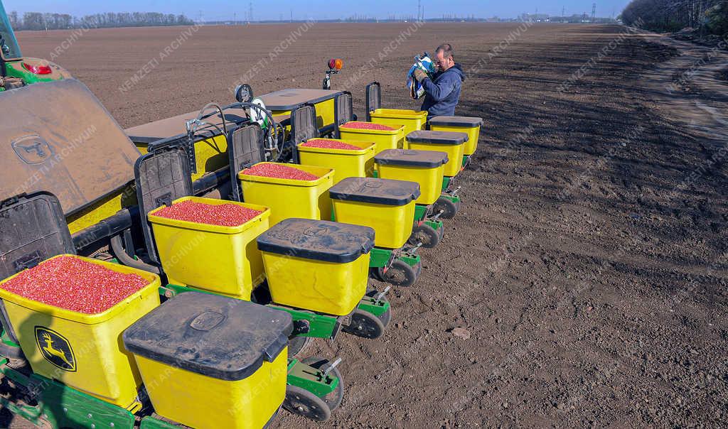 Mezőgazdaság - Debrecen - Kukorica vetés