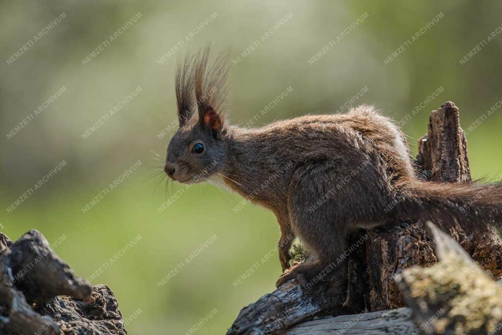Természet - Erdei mókus Tőserdőn