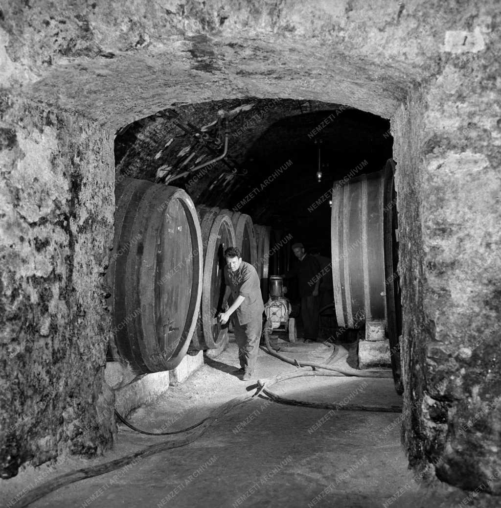 Ipar - Borászat - Százhúsz éves borospince