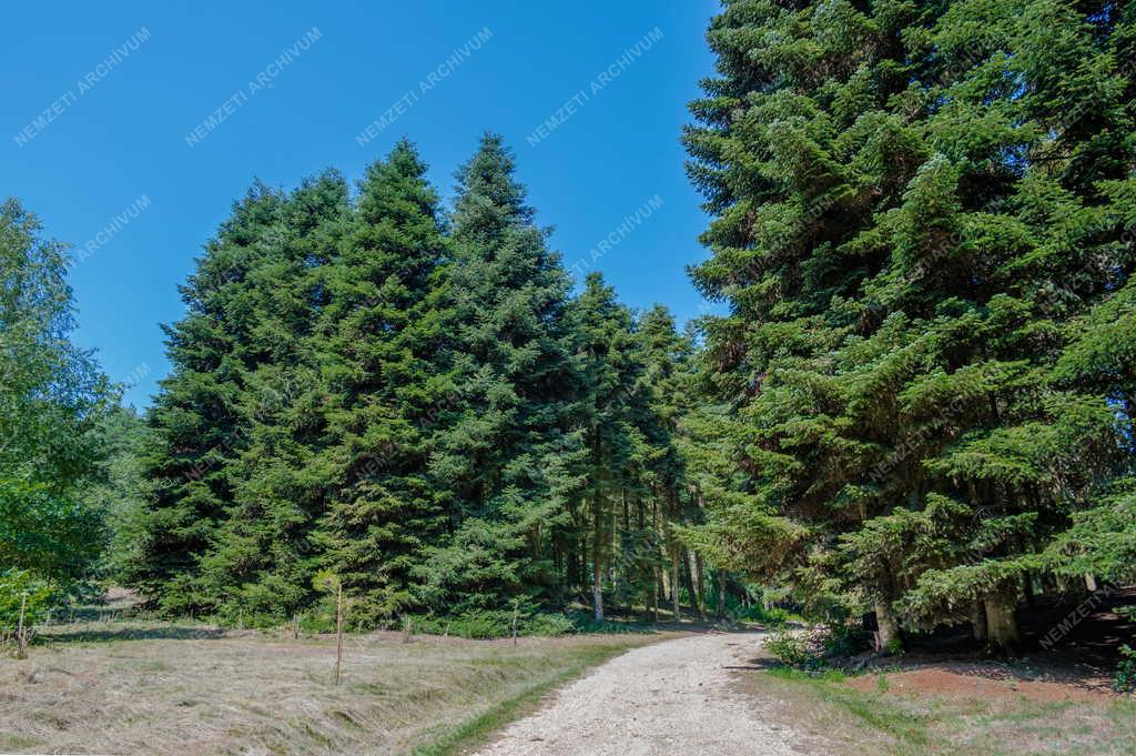 Természet - Kám - Jeli Arborétum