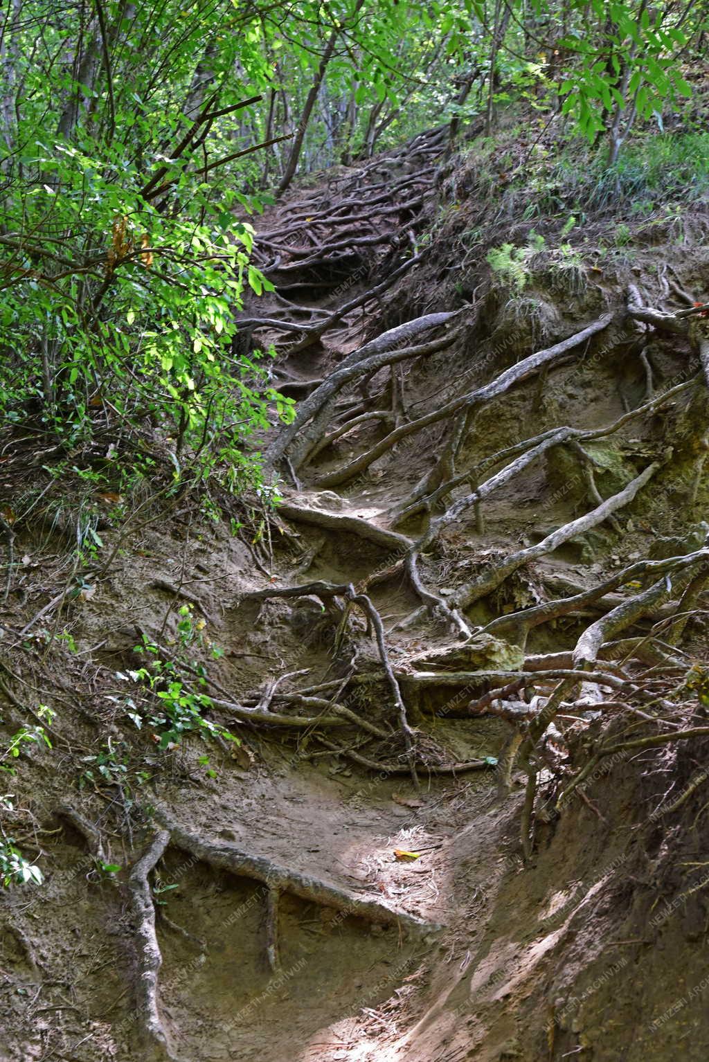 Tájkép - Alsó-Jegenye völgy Solymárnál