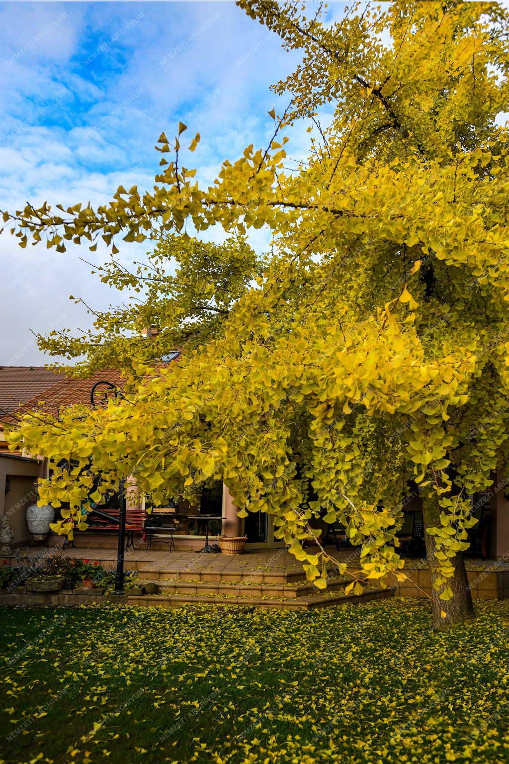 Természet - Páfrányfenyő