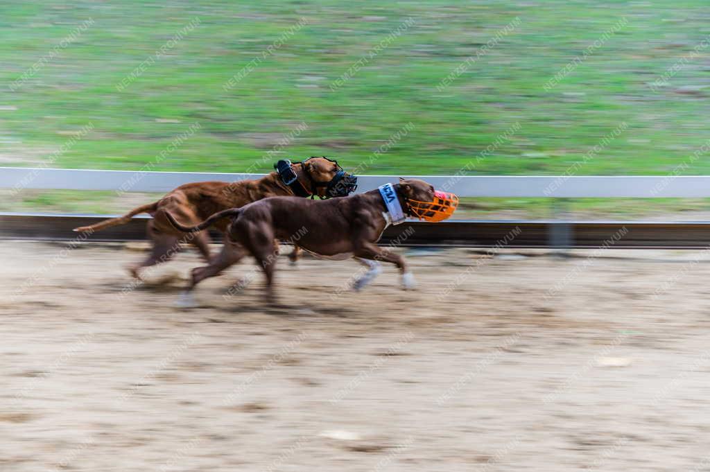 Sport - Isaszegi Agárpálya