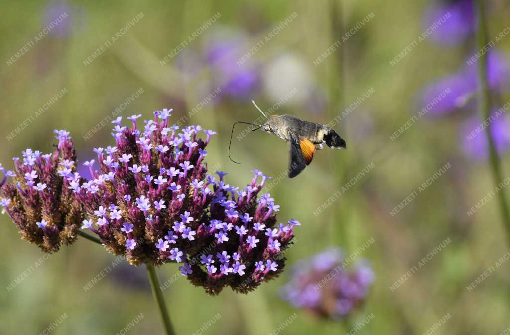 Természet - Budapest - Szenderlepke