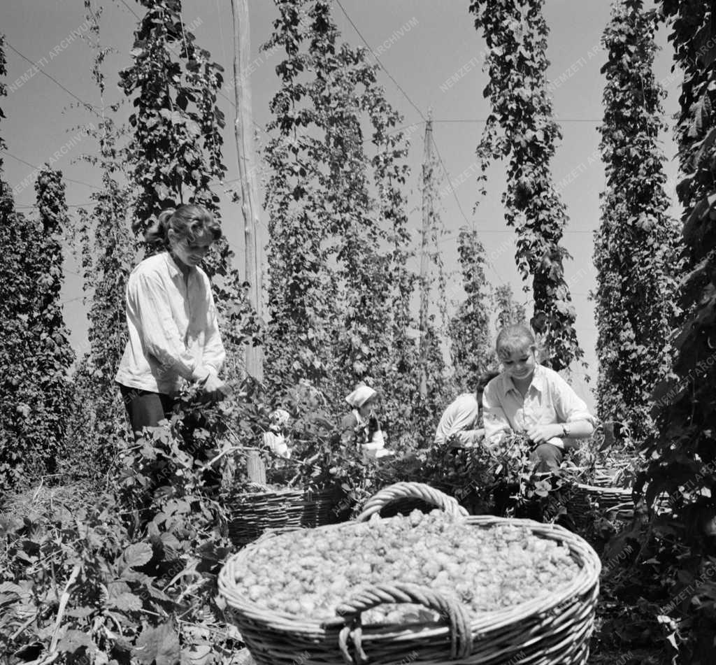 Mezőgazdaság - Megkezdték a komló szedését a Mezőhegyesi Állami Gazdaságban