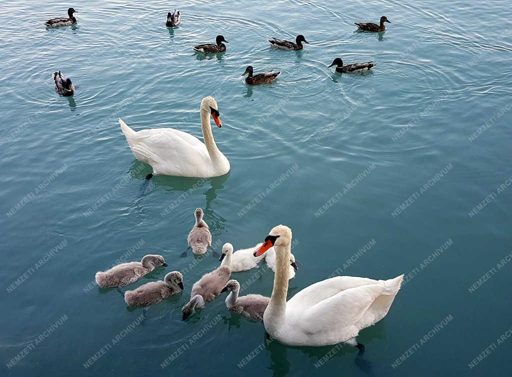 Természet - Balatonfüred - Hattyúk és vadkacsák a Balaton vizén