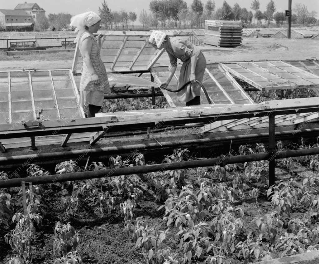 Mezőgazdaság - Kertészeti és Szőlészeti Főiskola taksonyi tangazdaság