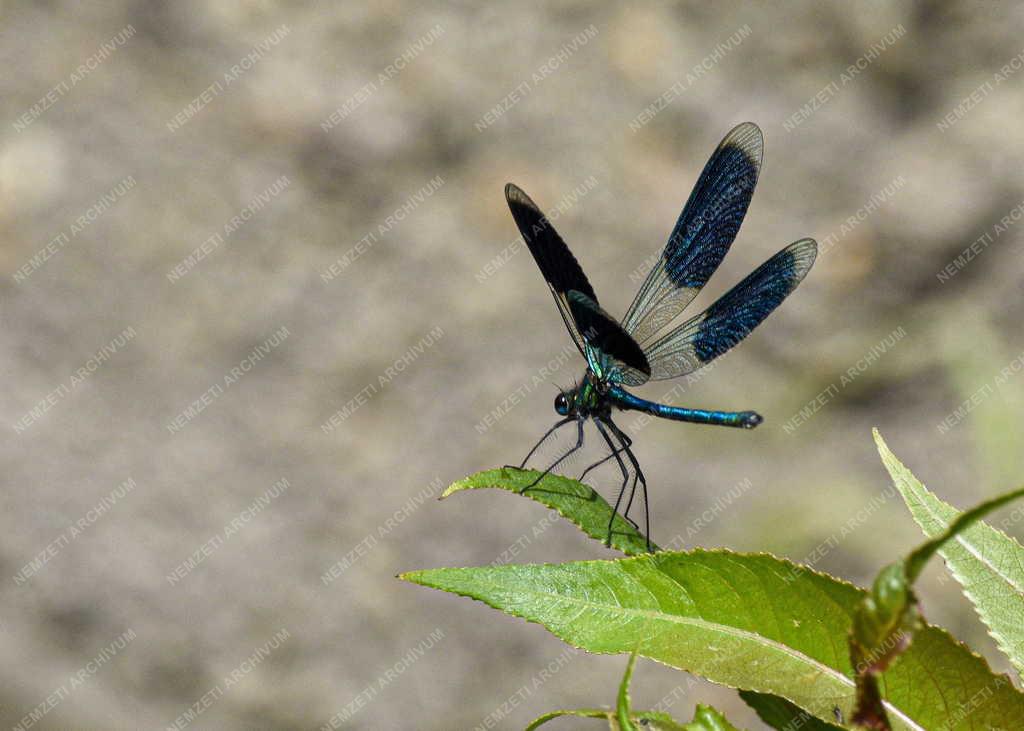 Természet - Szitakötő