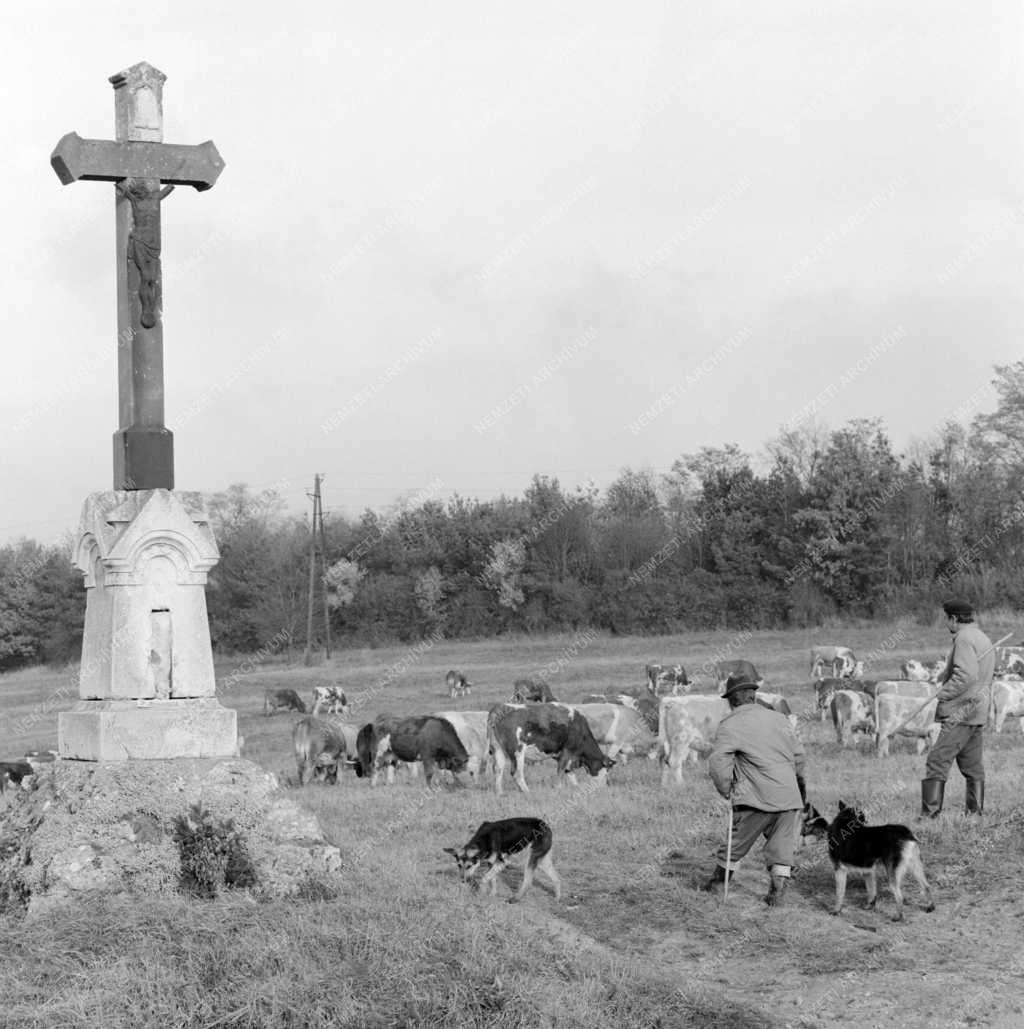 Mezőgazdaság - Szarvasmarhák a legelőn