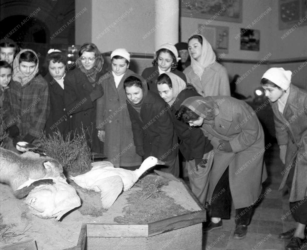 Oktatás - Kultúra - Múzeum 