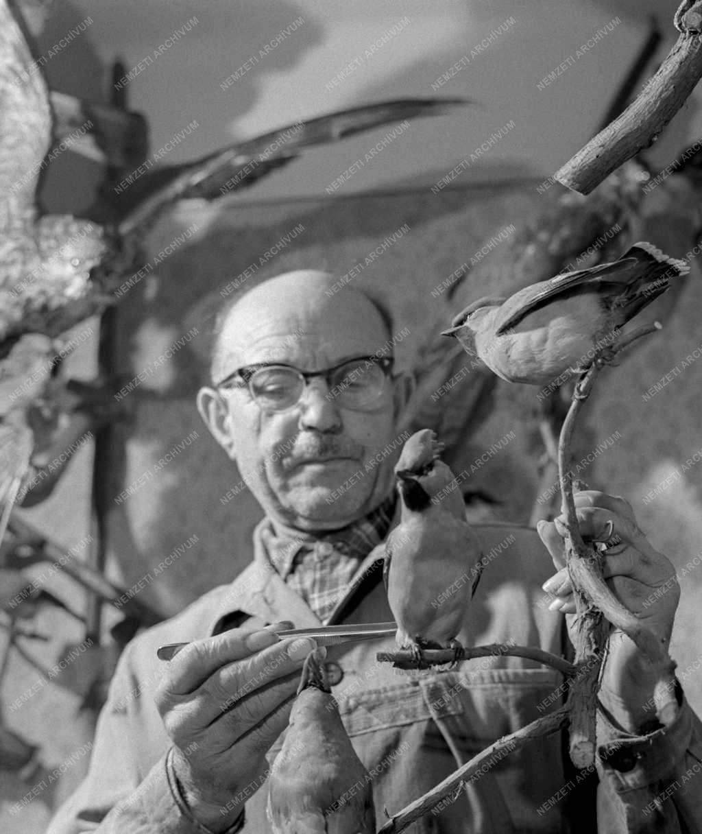 Természet - Foglalkozás - Simon Gábor preparátor