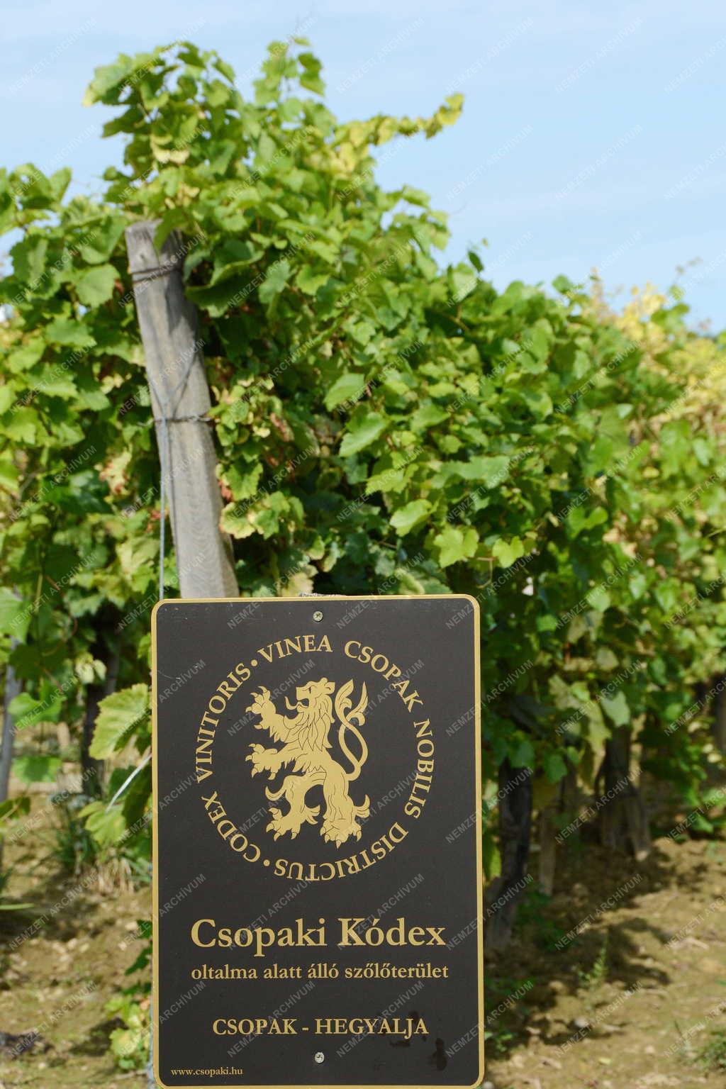 Tárgy - Csopak - Tájékoztató tábla a Csopaki Kódexről