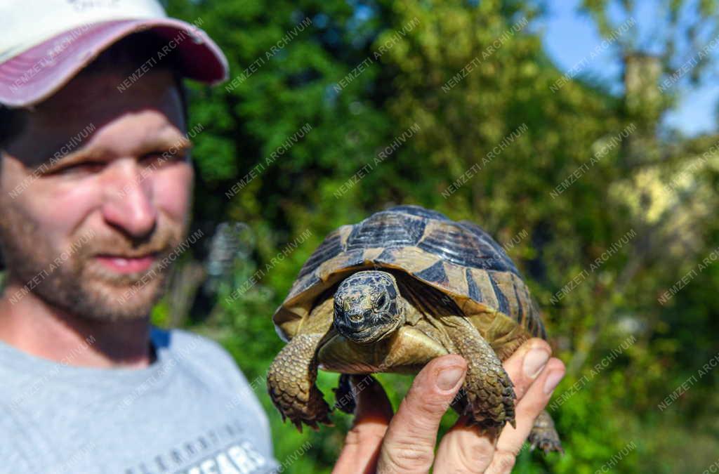 Természet - Hobbi -Teknősfarm Sárándon