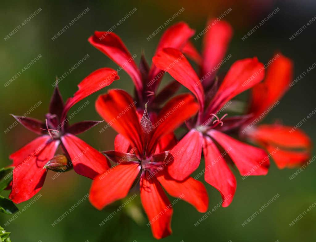 Természet - Debrecen - Virágzó muskátli