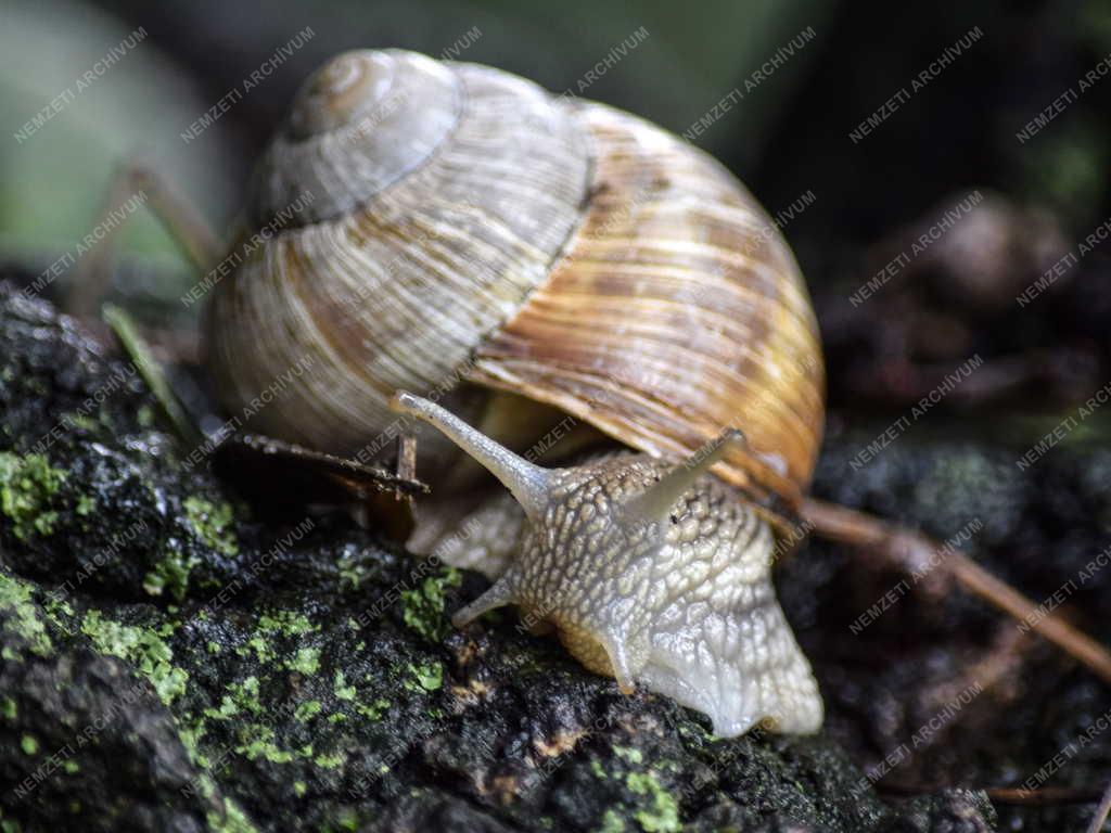 Természet - Budapest - Éticsiga