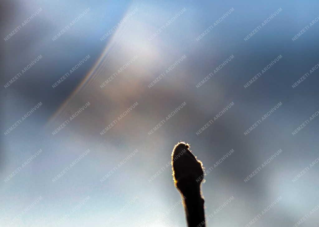 Mezőgazdaság - Metszik az almafákat Debrecen határában