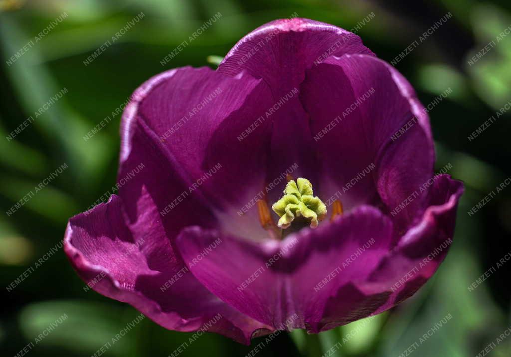 Természet - Virág - Tulipán